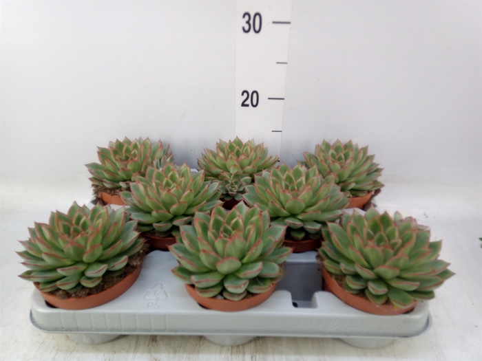 <h4>Echeveria   ...</h4>