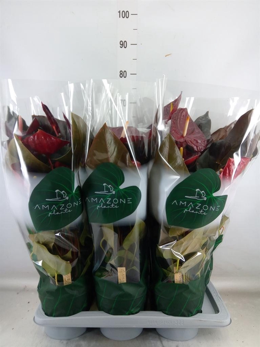 <h4>Anthurium andr. 'Delicata'</h4>