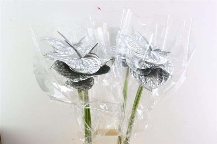 Anth A Ov Klbh Zilver