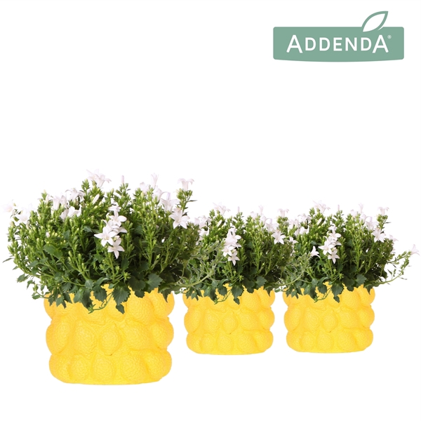<h4>Campanula Addenda Ambella white in Citrus pot yellow</h4>