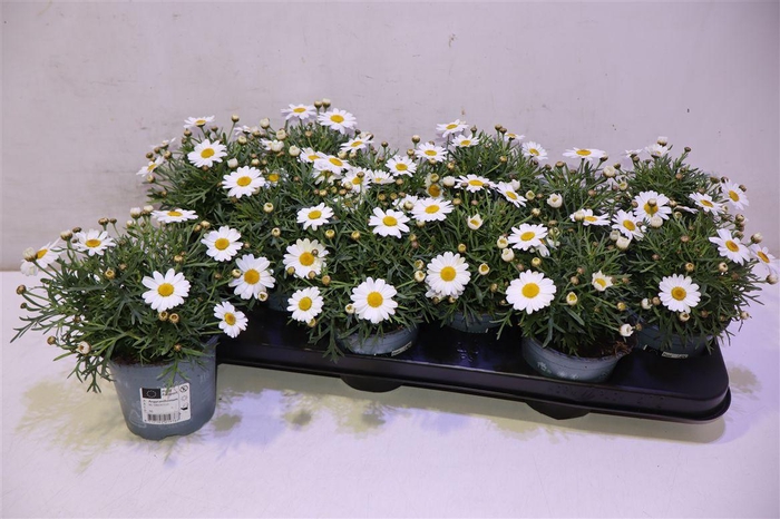 <h4>Arg La Rita White</h4>