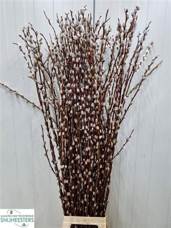 <h4>Salix Magical Silver</h4>