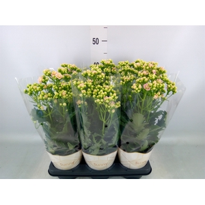 Kalanchoe  'MoreFlow Sunny Pink'