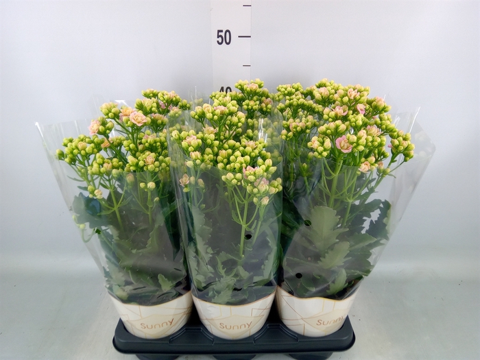 <h4>Kalanchoe  'MoreFlow Sunny Pink'</h4>