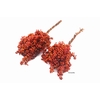 Pepperberry Terracotta