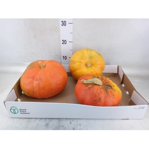 Cucurbita