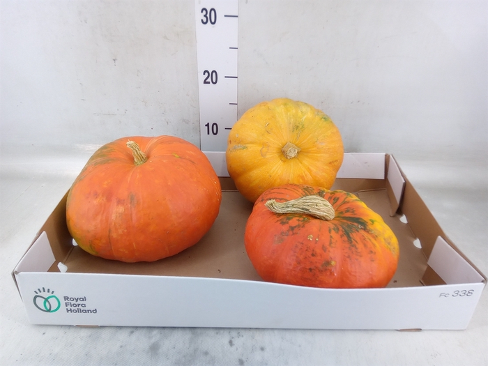 <h4>Cucurbita</h4>