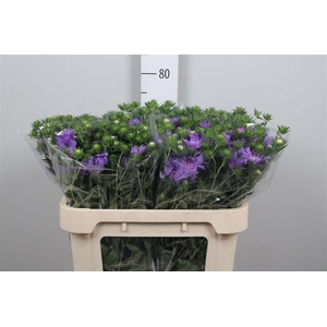 Stockesia Blue