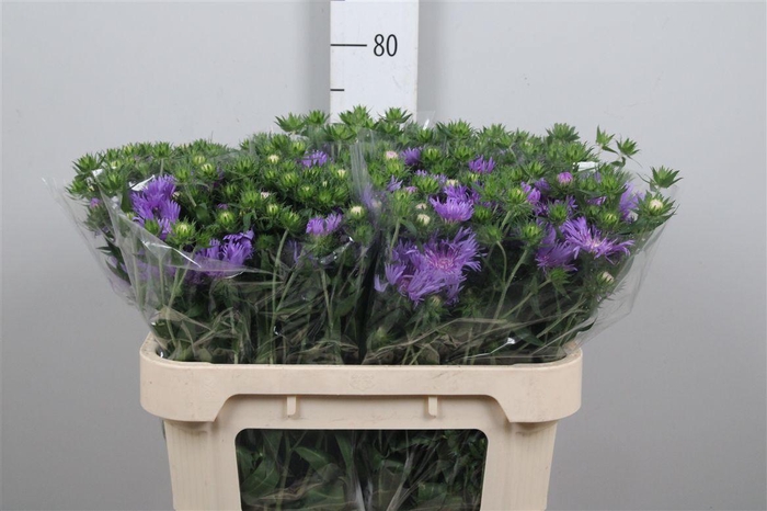 <h4>Stockesia Blue</h4>