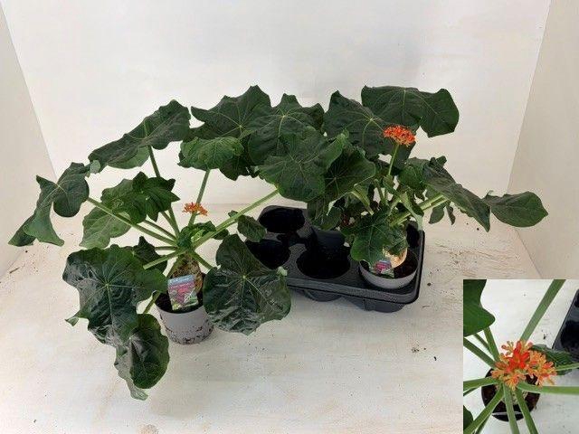 <h4>JATROPHA POD</h4>