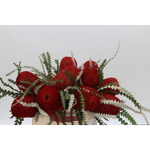 Banksia Speciosa Red
