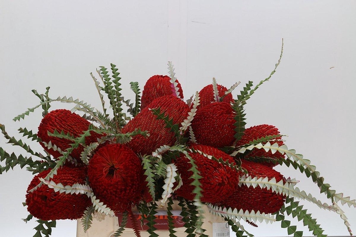 Banksia Speciosa Red