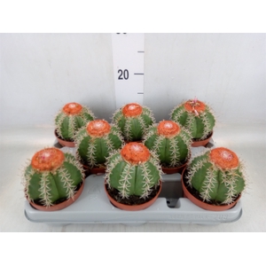 Melocactus matanzanus