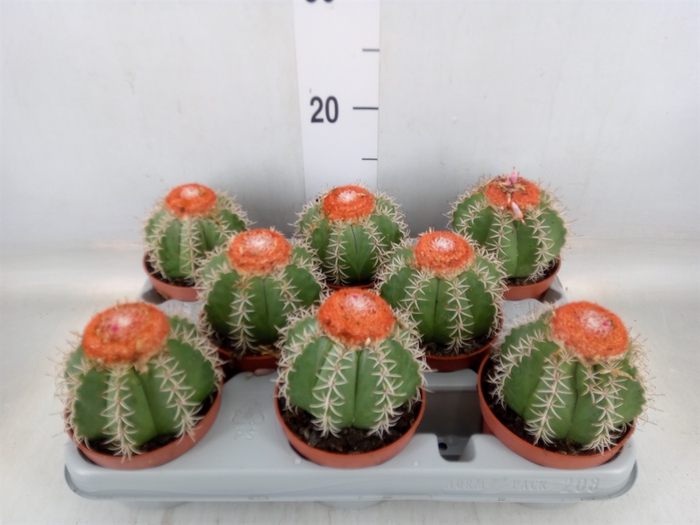 <h4>Melocactus matanzanus</h4>