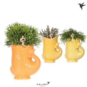 Kolibri Greens Rhipsalis mix in Fish pot yellow mix