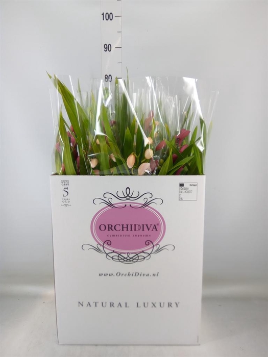 <h4>Cymbidium ...mix</h4>