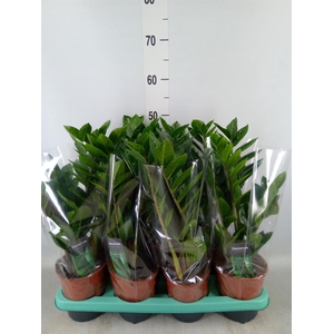 Zamioculcas zamiifolia