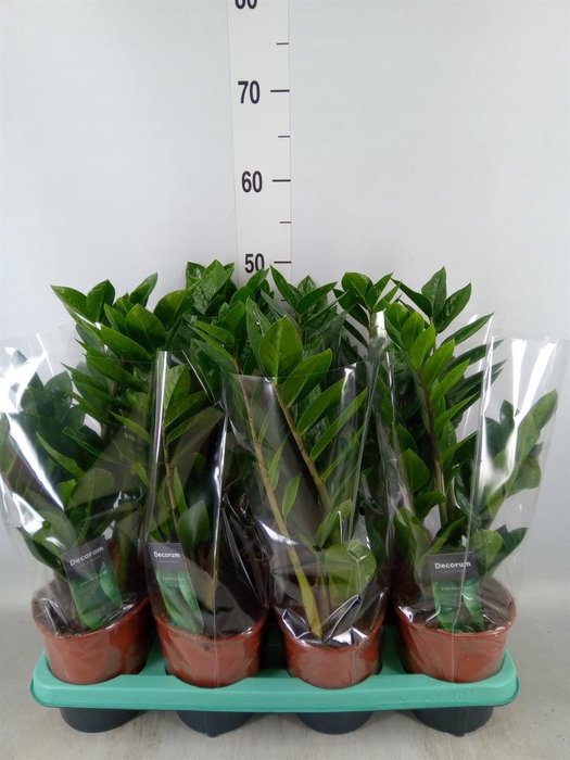 <h4>Zamioculcas zamiifolia</h4>