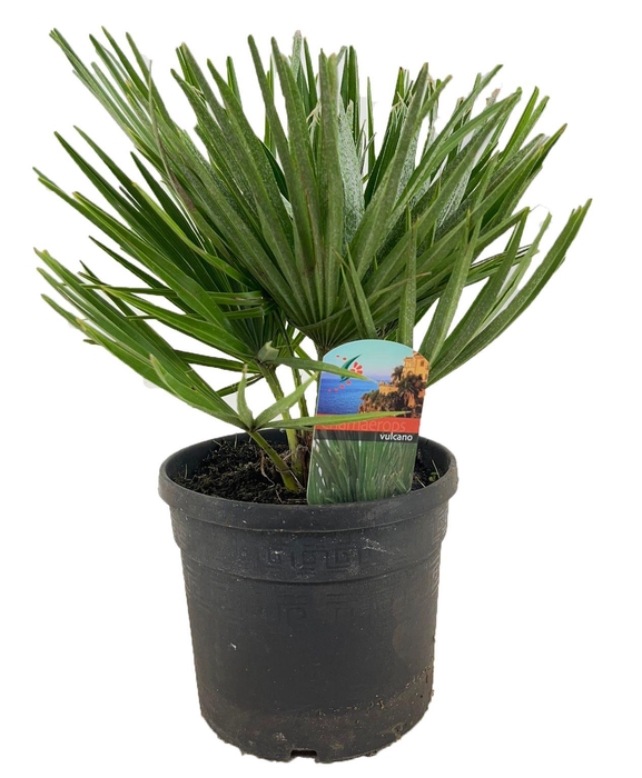 <h4>Chamaerops vulcano</h4>