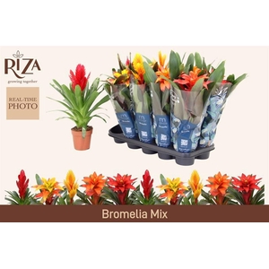 Bromelia gemengd 6 soorten