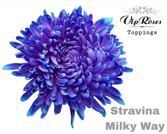 <h4>CHR G STRAVINA MILKY WAY</h4>