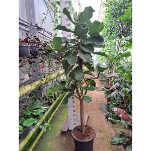 Ficus Lyrata stam 240