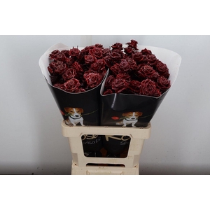 R Tr Wx Flaming Bordeaux Xl