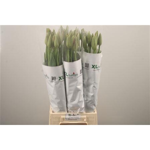 Tu Fr En Beaumes Venise