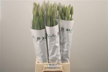 <h4>Tu Fr En Beaumes Venise</h4>