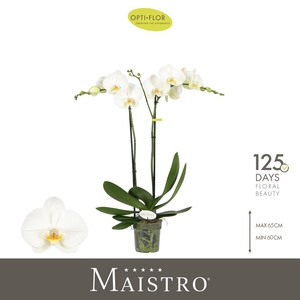 Maistro Bach 2 spike 60 cm