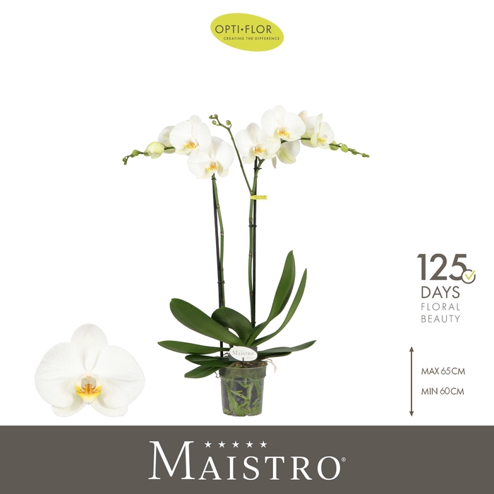 <h4>Maistro Bach 2 spike 60 cm</h4>