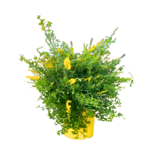 Cytisus overig
