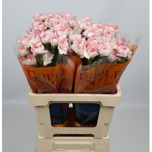 DI ST PASTEL DAMASCU