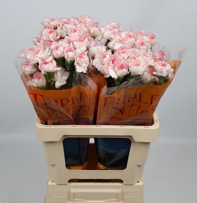 <h4>DI ST PASTEL DAMASCU</h4>