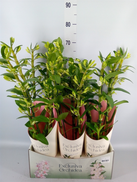 <h4>Dendrobium nob. 'SpringDre Kumiko'</h4>