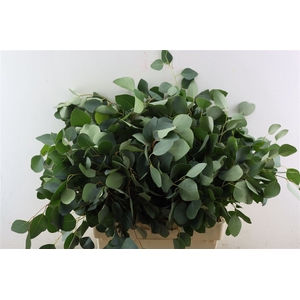 Euca Populus 300gr P Bunch S A