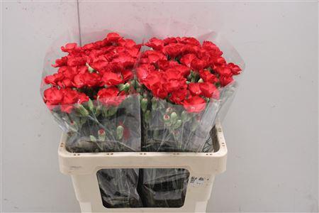 <h4>Di Tr Symply Love</h4>