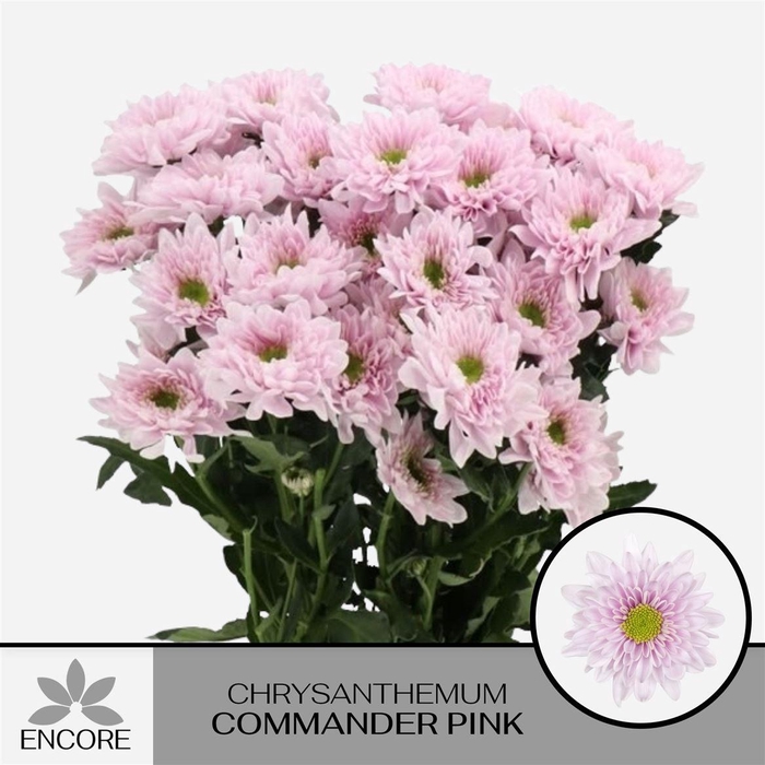 <h4>Chr T Commander Pink</h4>