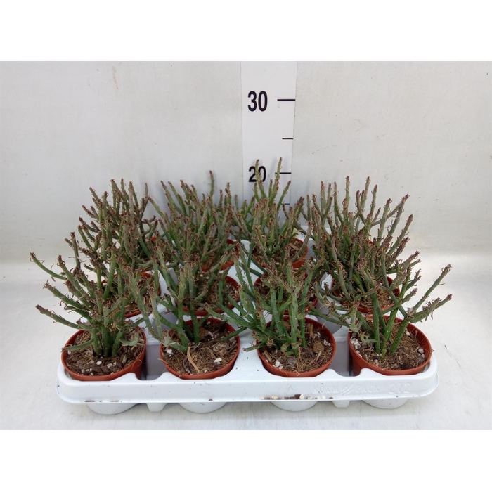 <h4>Senecio   ...</h4>