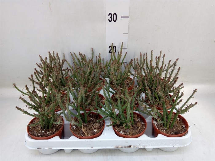 <h4>Senecio   ...</h4>