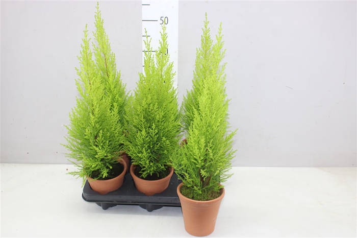 <h4>Cupressus Wilma In Terra Keramiek</h4>