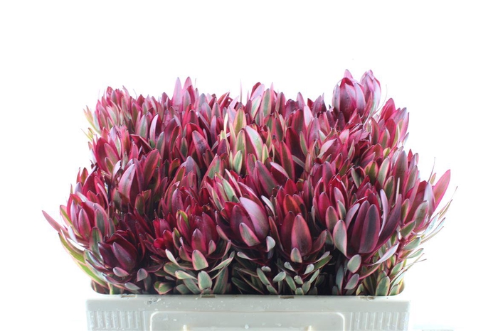 <h4>Leucad Jester</h4>