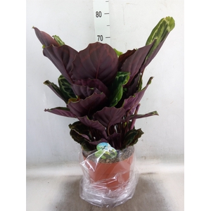 Calathea  'Medallion'