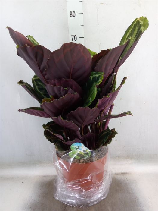<h4>Calathea  'Medallion'</h4>