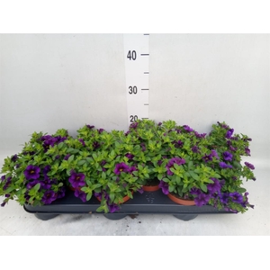 Calibrachoa  'Minifam Dk Blue'