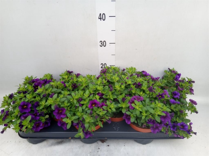 <h4>Calibrachoa  'Minifam Dk Blue'</h4>