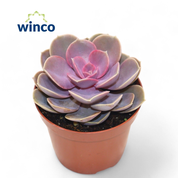 <h4>Echeveria Pearl Von Neurenberg</h4>