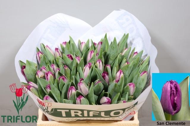 <h4>TU FR SAN CLEMENTE</h4>