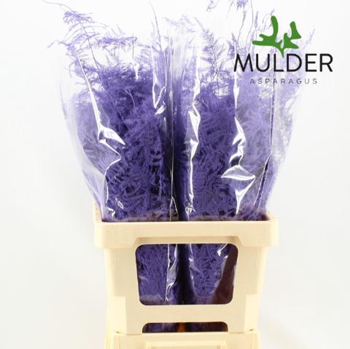 <h4>Asparagus DYED Lavender</h4>