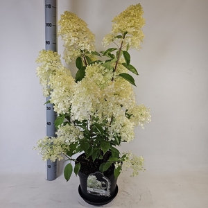 HYDR PANICULATA